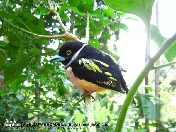 Black-and-yellow broadbill perched on a tree branch among dense green leaves, a rainforest bird sighting in Borneo