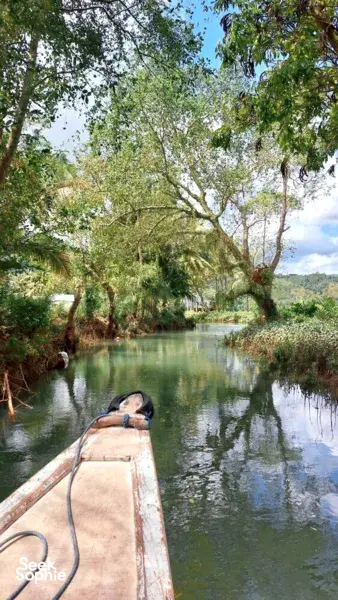 Front view from a canoe as a traveller sits in the bow on mangrove waterways in Labuan Bajo, surrounded by trees
