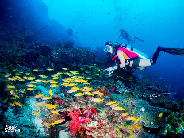 5天4夜普及安达曼深潜包船私人空调套房 | 14次潜水