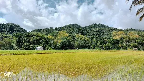 Golden-green rice fields stretching to a small house and forested hills under cloudy sky on a village day trip in Labuan Bajo