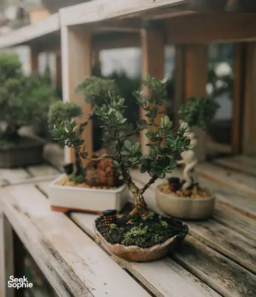 Tropical bonsai trees in ceramic pots lined on a wooden deck at a Singapore studio for workshops in Singapore