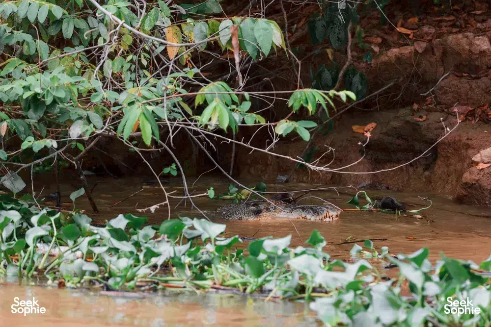 Seek Sophie option picture