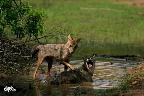 Two wild canids wading in shallow water near reeds during a Leopard Trails safari at Wilpattu National Park