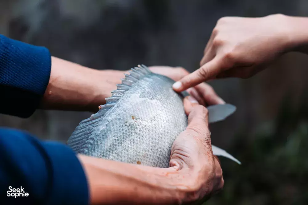 Seek Sophie option picture