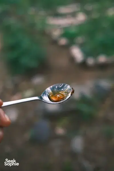 The Secret Life of Bees | Meet Unique Stingless Bee on Lombok Farm