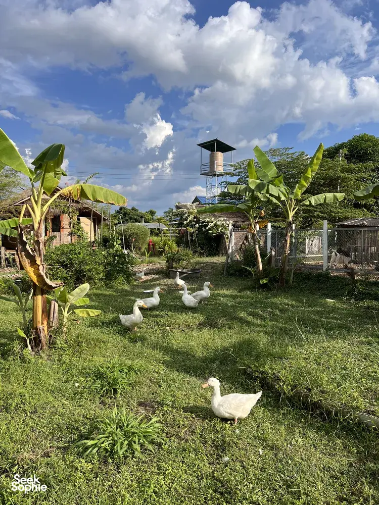 Seek Sophie option picture