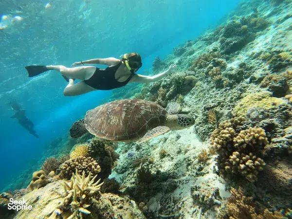 Private Gili Meno Snorkelling | Incredible Turtle Encounters 