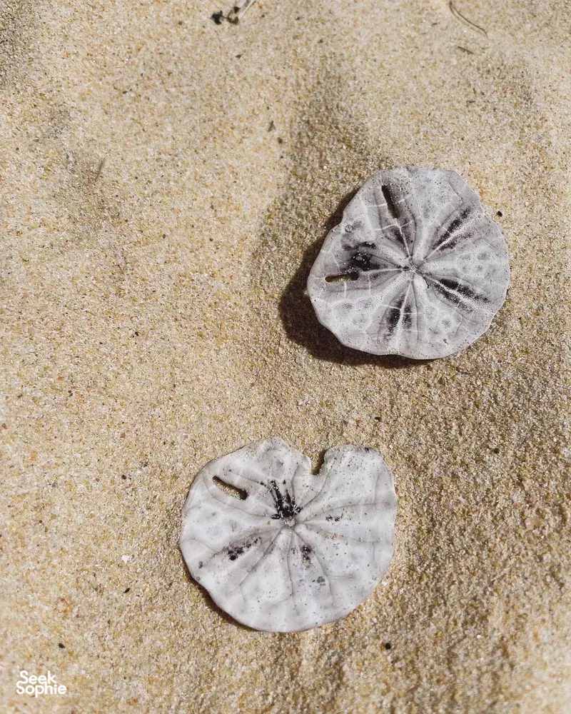 Seek Sophie option picture