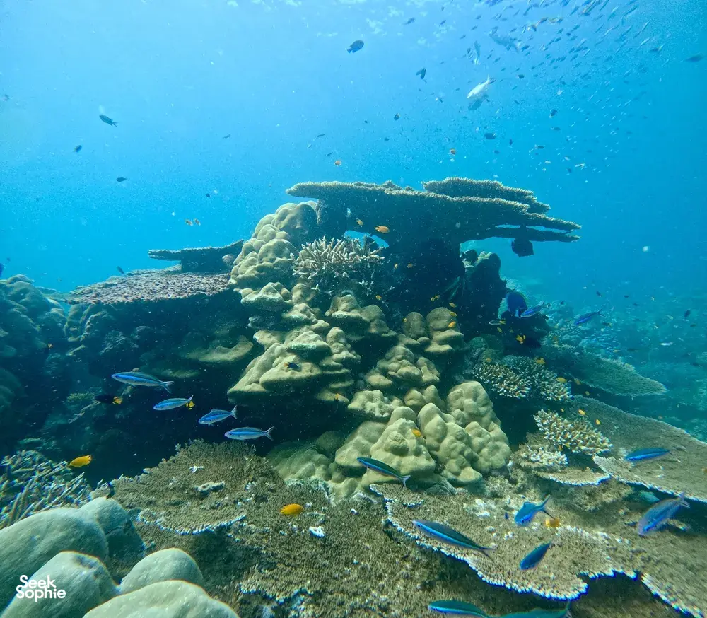 Seek Sophie option picture