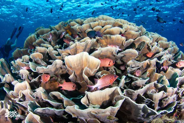 Clownfish and reef fish sheltering among coral during a Seaventures Dive Rig house-reef dive near Semporna