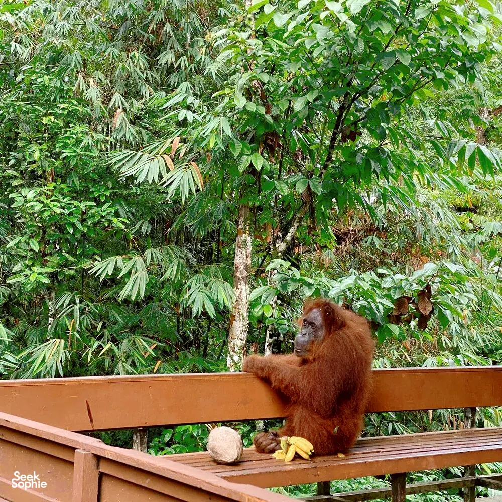 Red-furred orangutan beside a feeding rail with bananas, surrounded by rainforest greenery during a Kuching trip on orangutans
