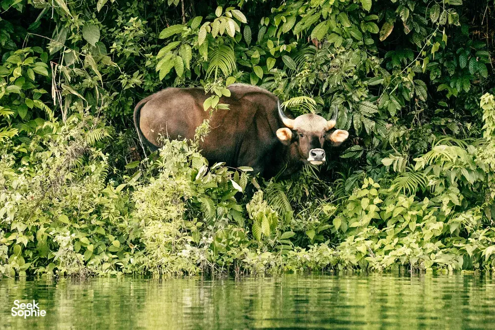 Wild tapir resting in dense green forest by the water, a glimpse of wildlife in Khao Sok National Park