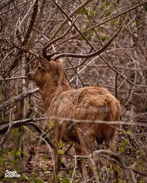 Brown deer standing among dry branches and scrub in an Indonesian retreat area, blending into the undergrowth