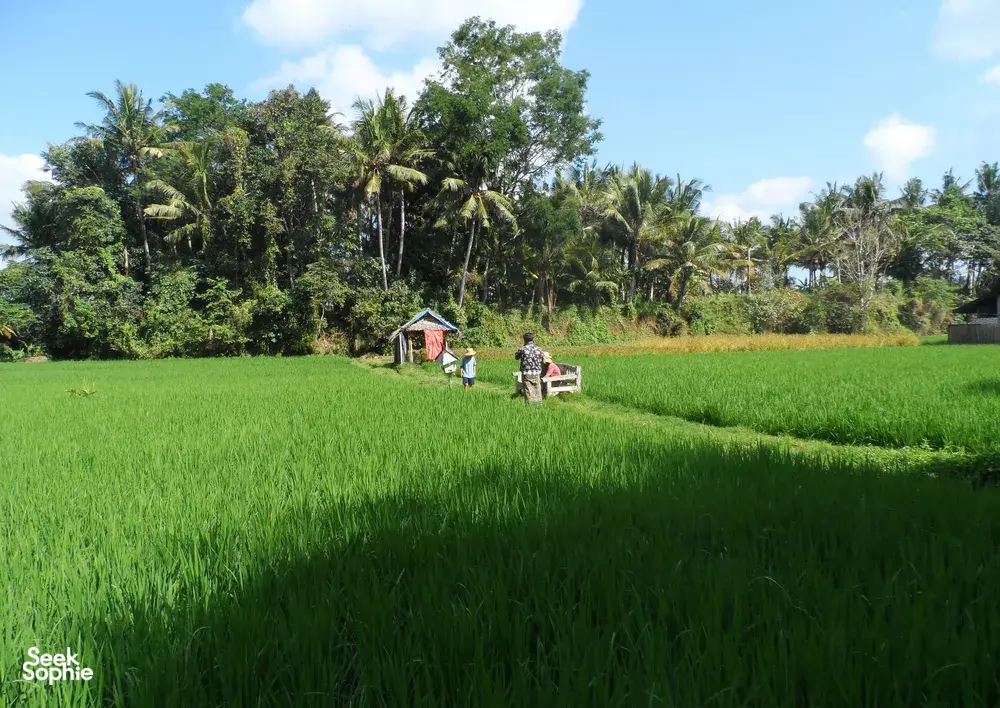 Seek Sophie option picture