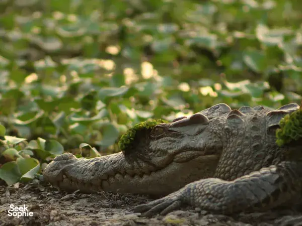 Crocodile resting on muddy ground beside low water in Cat Tien National Park during an expert naturalist-led ethical tour