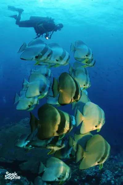 斯米兰群岛双潜体验 | 从考拉出发 | 舒适潜水船 & 经验丰富团队