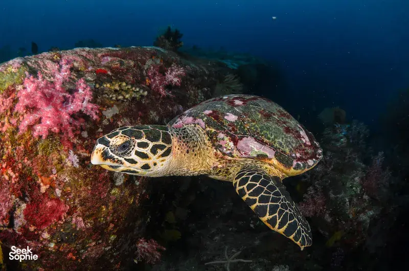 Seek Sophie option picture