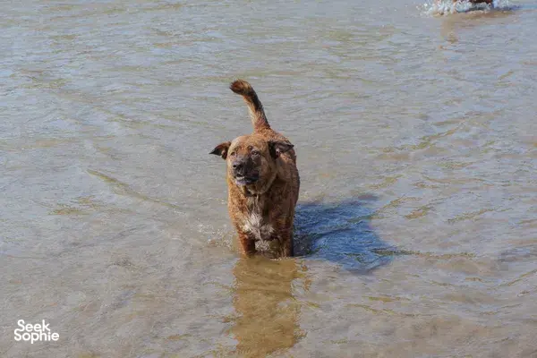 Heritage dog in shallow water on a Bali beach, head above the waves during a rescue-focused conservation trip