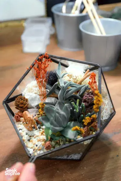 Private Great-Value Terrarium Workshop | Perfect for Teams or Parties