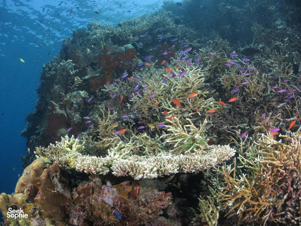 Colourful reef scene with swarming small fish and branching coral at Semporna Island reefs during a Bigfin Divers dive