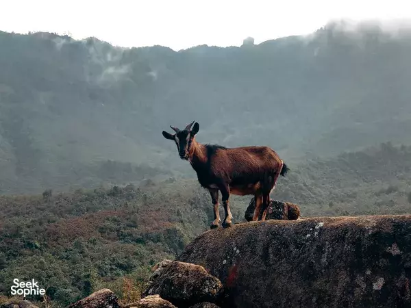 2D1N Hidden Gem Five Finger Peak Climb | Witness Sea of Clouds