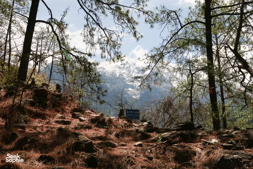 Steep trail through pine forest overlooking Tiger Leaping Gorge in Lijiang during a 2D1N high-hike with The Bivou