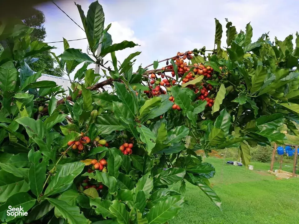 Seek Sophie option picture