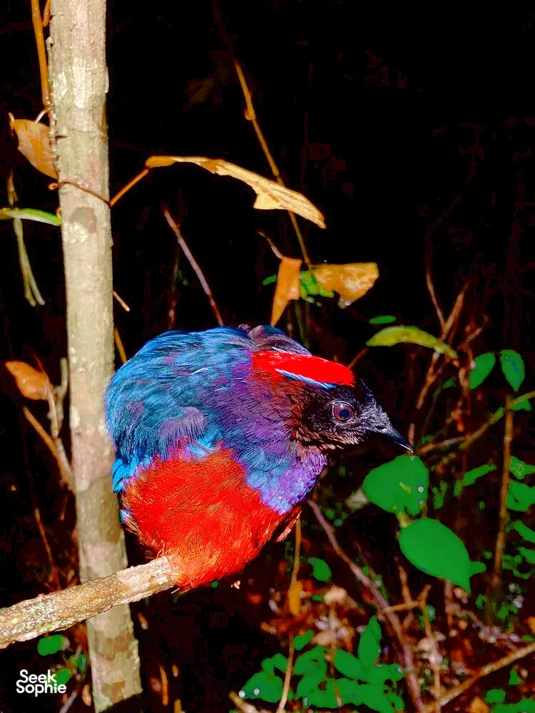 Seek Sophie option picture