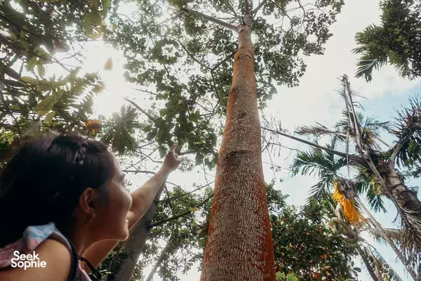 Pendakian Setengah Hari di Lereng Rinjani | Jalur Mudah + Pemandangan Gunung!
