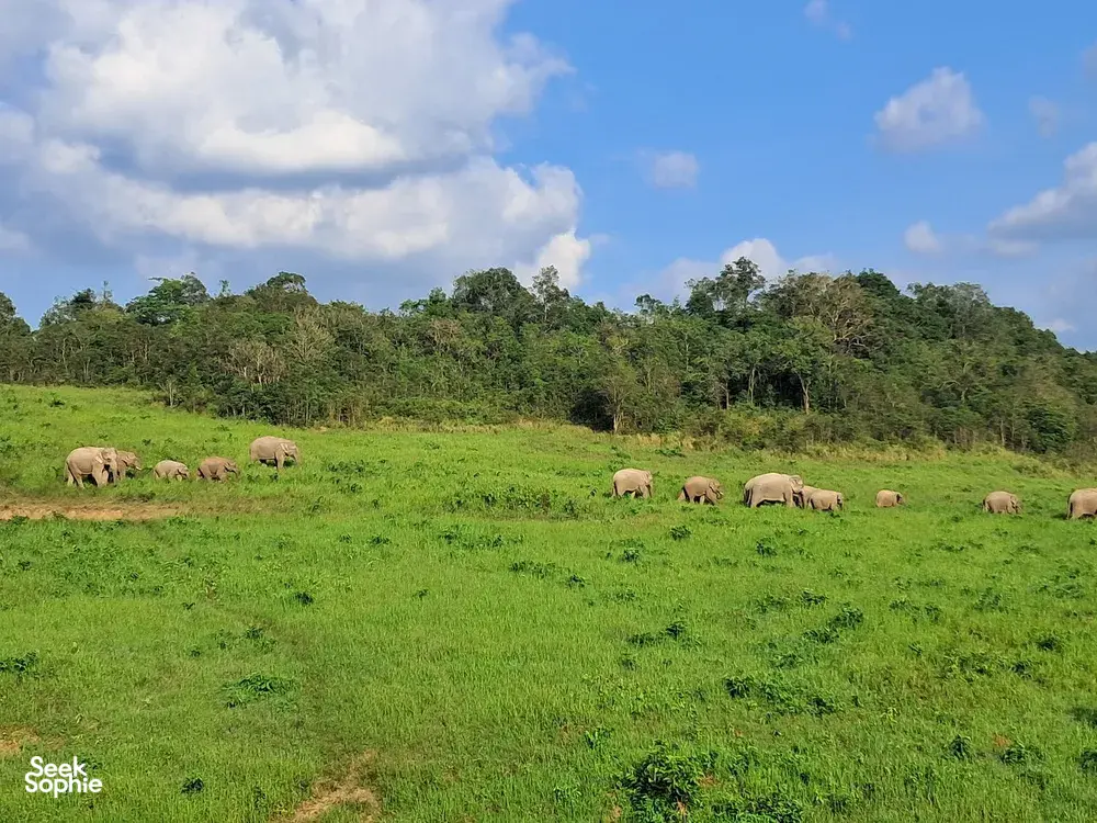 Wild elephants grazing on a grassy clearing in Khao Yai National Park, with forested hills under a blue sky