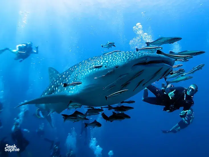 Seek Sophie option picture