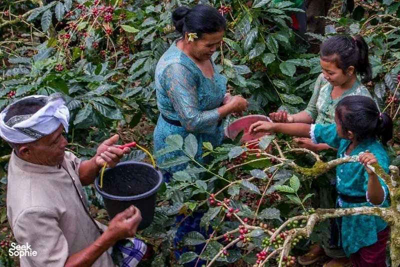 Bali Beans farm workers harvest and sort red coffee cherries together among trees, with a bucket nearby in Kintamani.