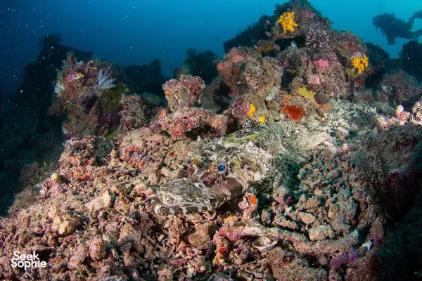 Colourful coral and marine life over an offshore dive rig house reef in Semporna, with divers drifting in the blue water
