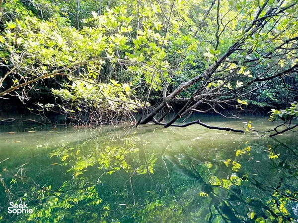 Green mangrove creek with intertwined roots and reflections on still water in Langkawi’s Kilim Geoforest for a sunset cruise
