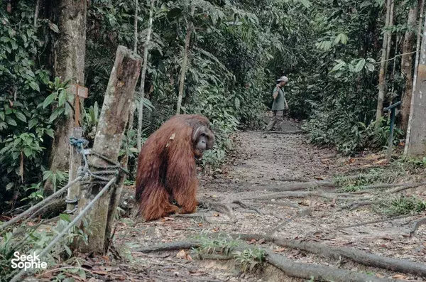 3D2N Immersive Sarawak village stay | Semenggoh, Longhouse & Cooking