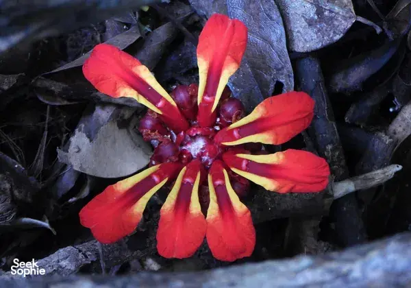 Close-up of a bright red tropical flower resting on the forest floor during a nature walk in Khao Yai National Park trail