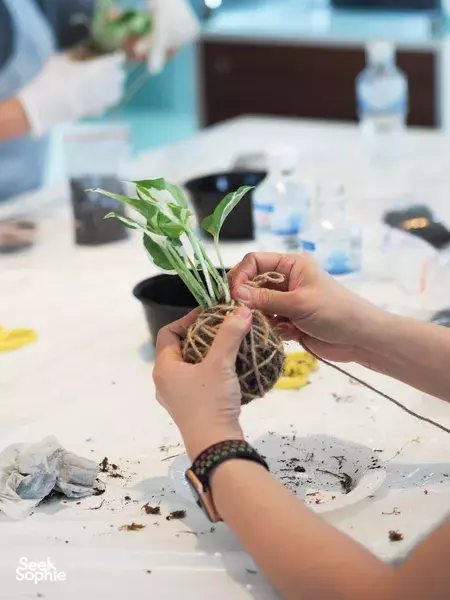 Hands forming a kokedama (Japanese moss ball) at a table in a Singapore terrarium workshop, with soil and small tools nearby