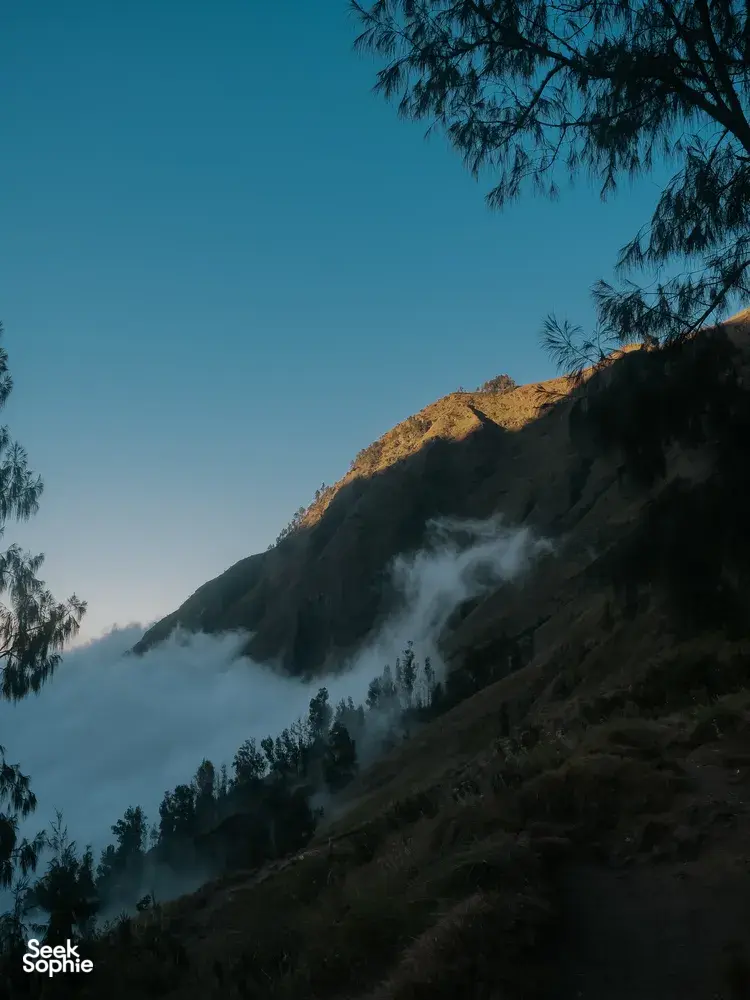 Seek Sophie option picture