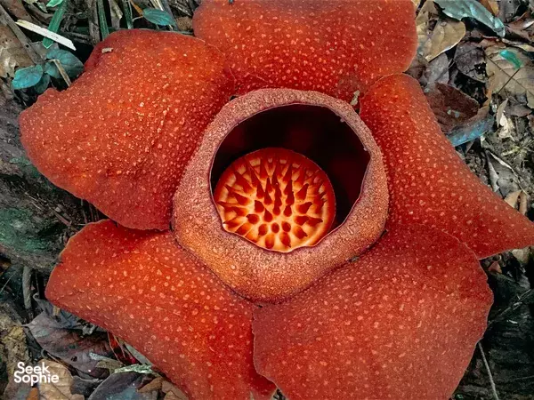 Jelajah Hutan Hutan Khao Sok + Air Terjun Tersembunyi bersama Pakar Satwa Liar