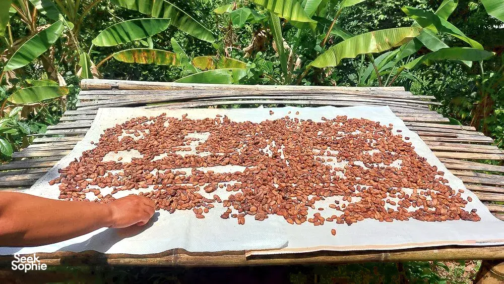 Red cocoa beans drying on a cloth atop a wooden platform in the Lombok forest garden during the cooking experience