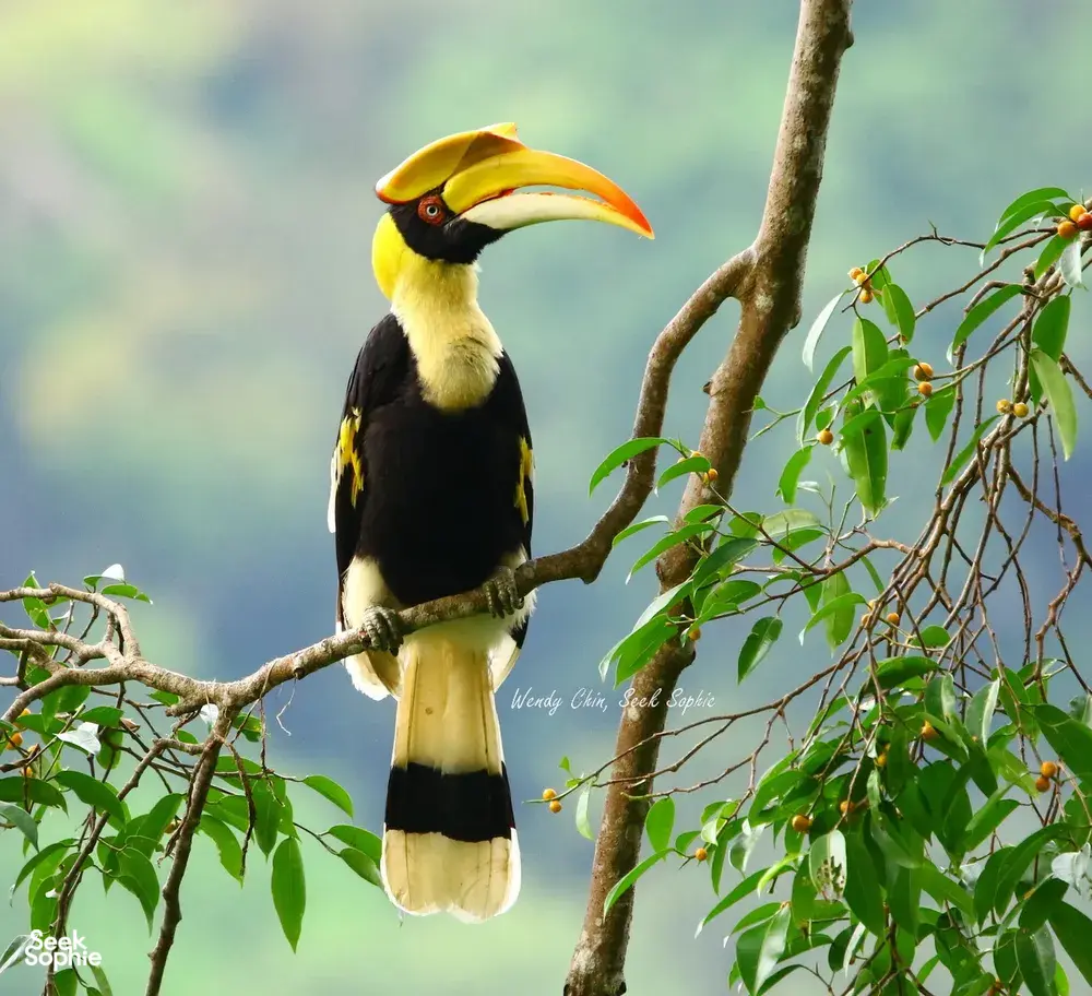 Yellow-billed black hornbill perched among leafy branches in Langkawi on a naturalist-guided birdwatching walk