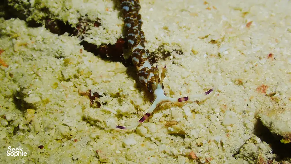 Small camouflaged sea slug on sandy coral rubble during macro diving in Semporna’s waters on the Luma Selakan 2D1N stay