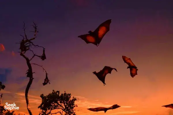 Kalong bats swooping across a dusky sky above treetops during a Komodo day trip on Komodo Island