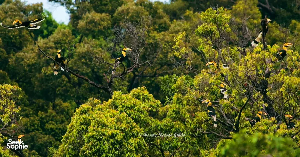 Lush Langkawi rainforest canopy with several birds perched in trees during naturalist-guided birdwatching