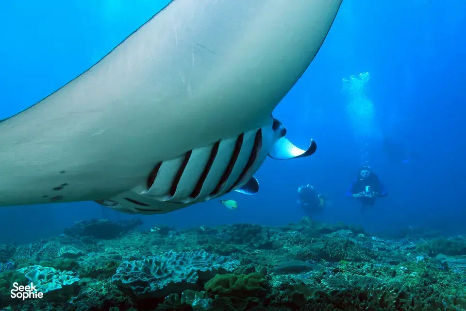 Large shark swims over a coral reef as scuba divers train during a 3-day open-water certification with Sanctum Dive Indonesia, Bali