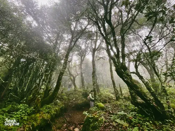 Hiker with a backpack walks through a misty forest on the Jade Dragon Snow Mountain route near Lijiang