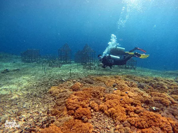 4 day reef conservation in Bali