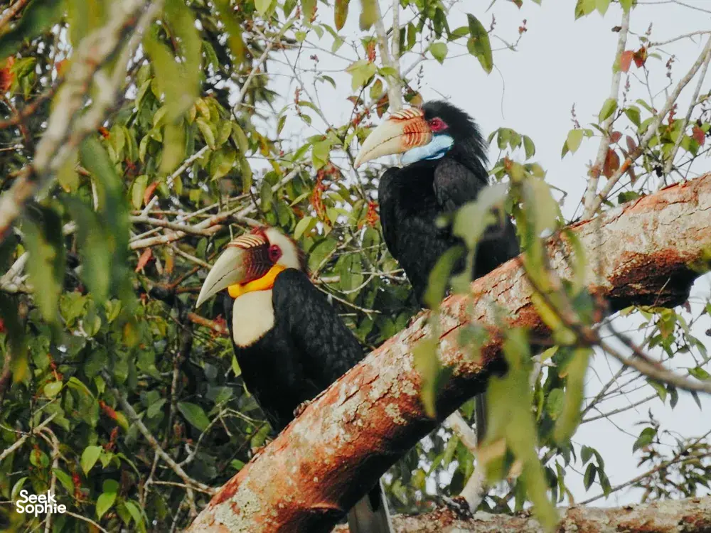 Hornbill pair perched on branches in Khao Yai National Park jungle during a guided wildlife trek experience