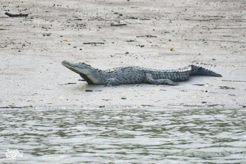 Seek Sophie option picture