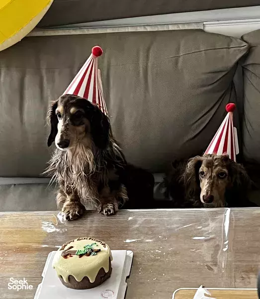 Two dogs wearing red party hats posed by a small birthday cake on a table inside a catamaran lounge in Singapore